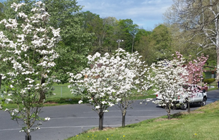 Project Dogwood