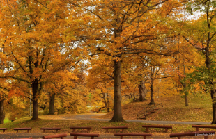 fall colors in gypsy hill park