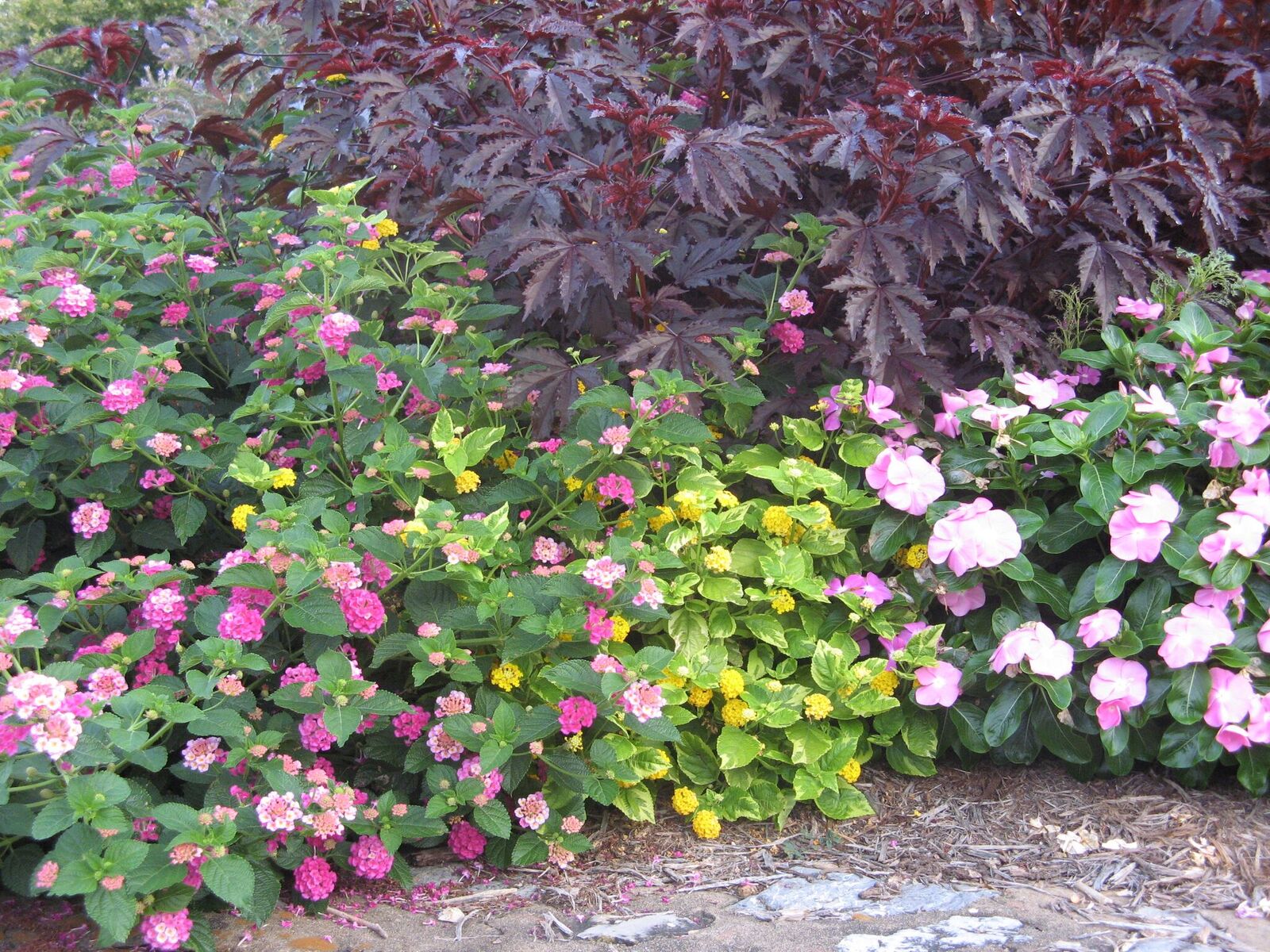 horticulture 6