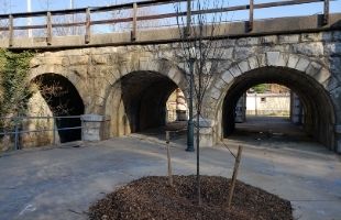Two inch caliper American Elm in Landes Park