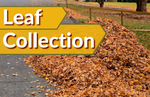 Fall Leaf Collection